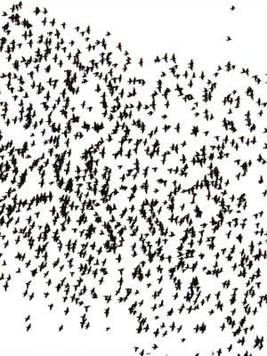 Black and white abstract pattern with scattered dots.