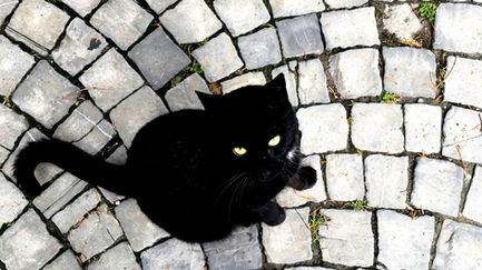 Black cat on cobblestone pavement, looking up.