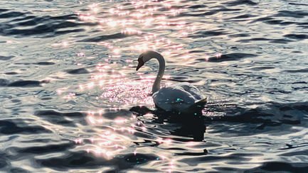 Swan swimming in sparkling water.