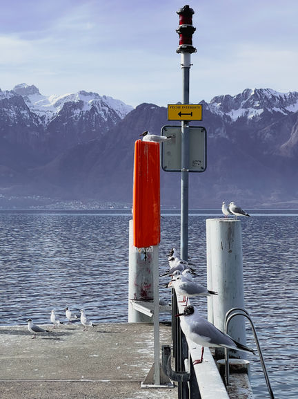 Seagulls perched on dock with mountain backdrop.