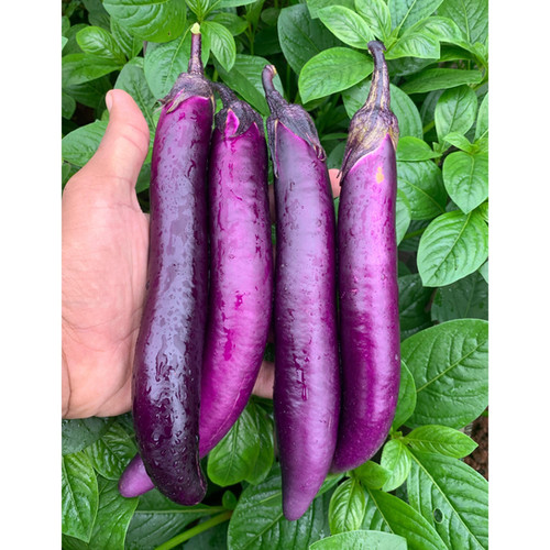 Bulk Chinese string eggplant O' naturale