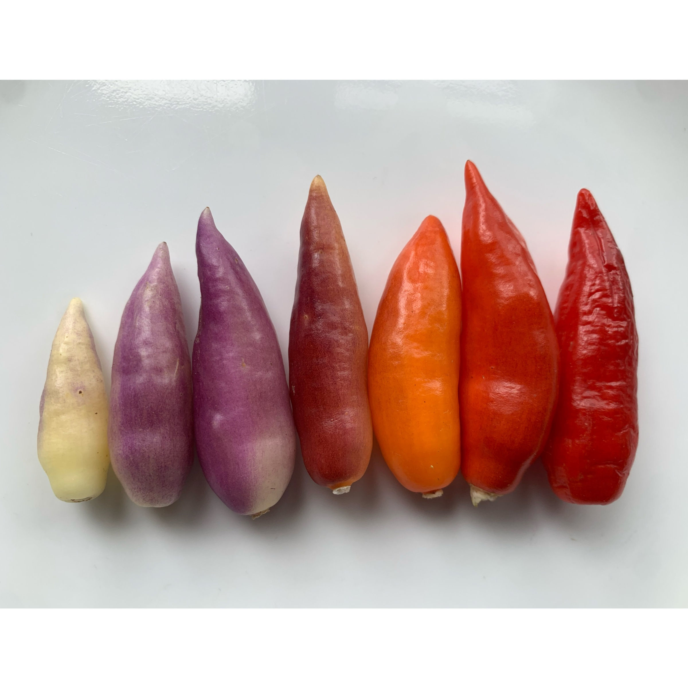 Aji Omnicolor Pepper