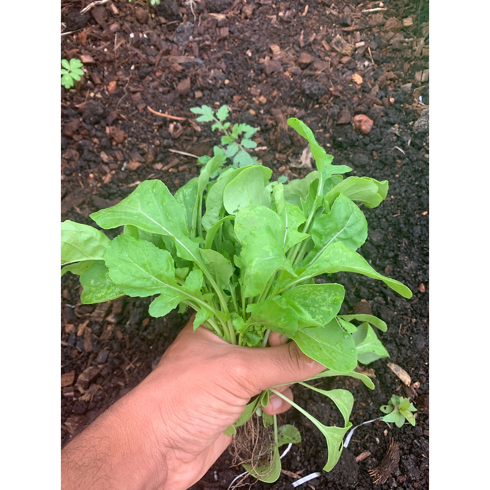 Rocket Arugula | O' naturale