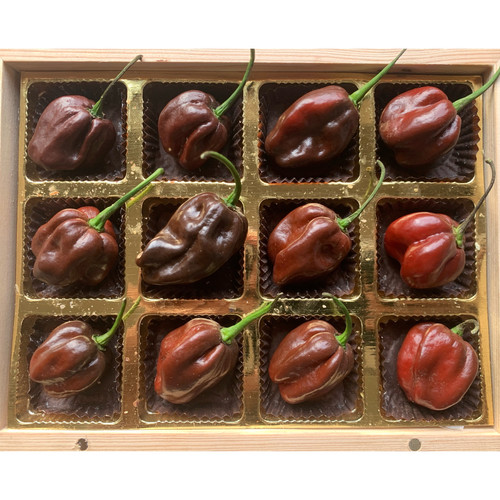 Chocolate Habanero Pepper O' naturale