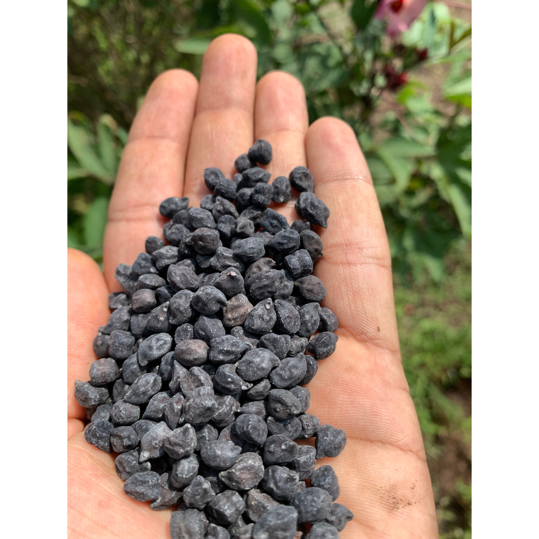 Desi Black Garbanzo