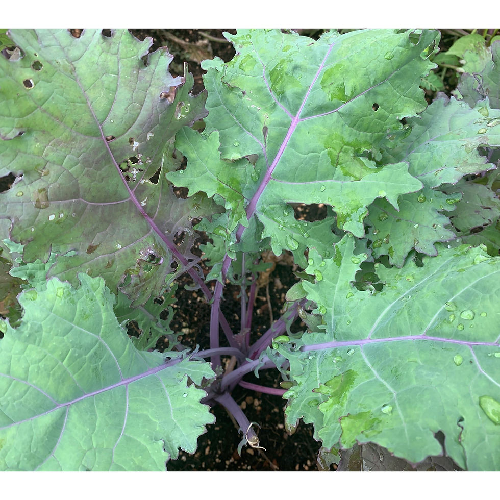 Russian Red Kale