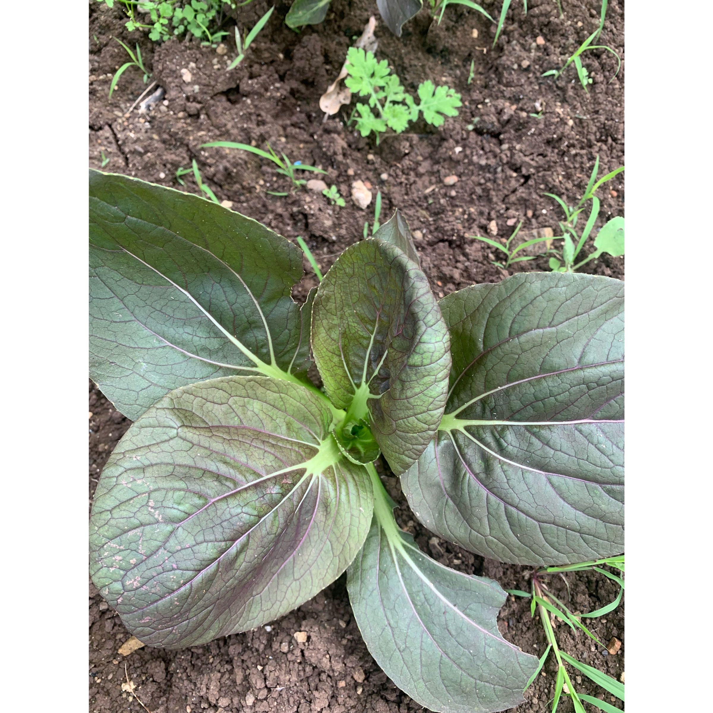 Purple lady bok choy