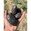 Thumbnail: Blue Potato
