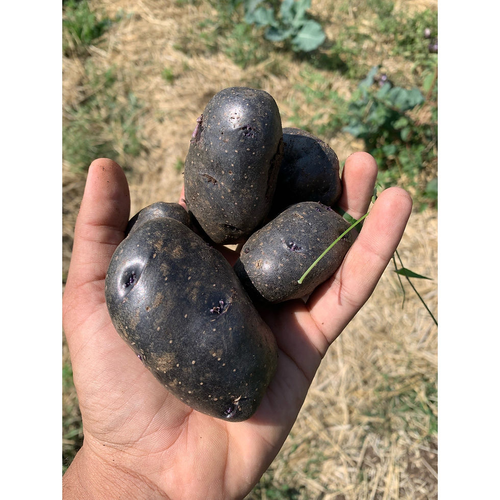 Blue Potato