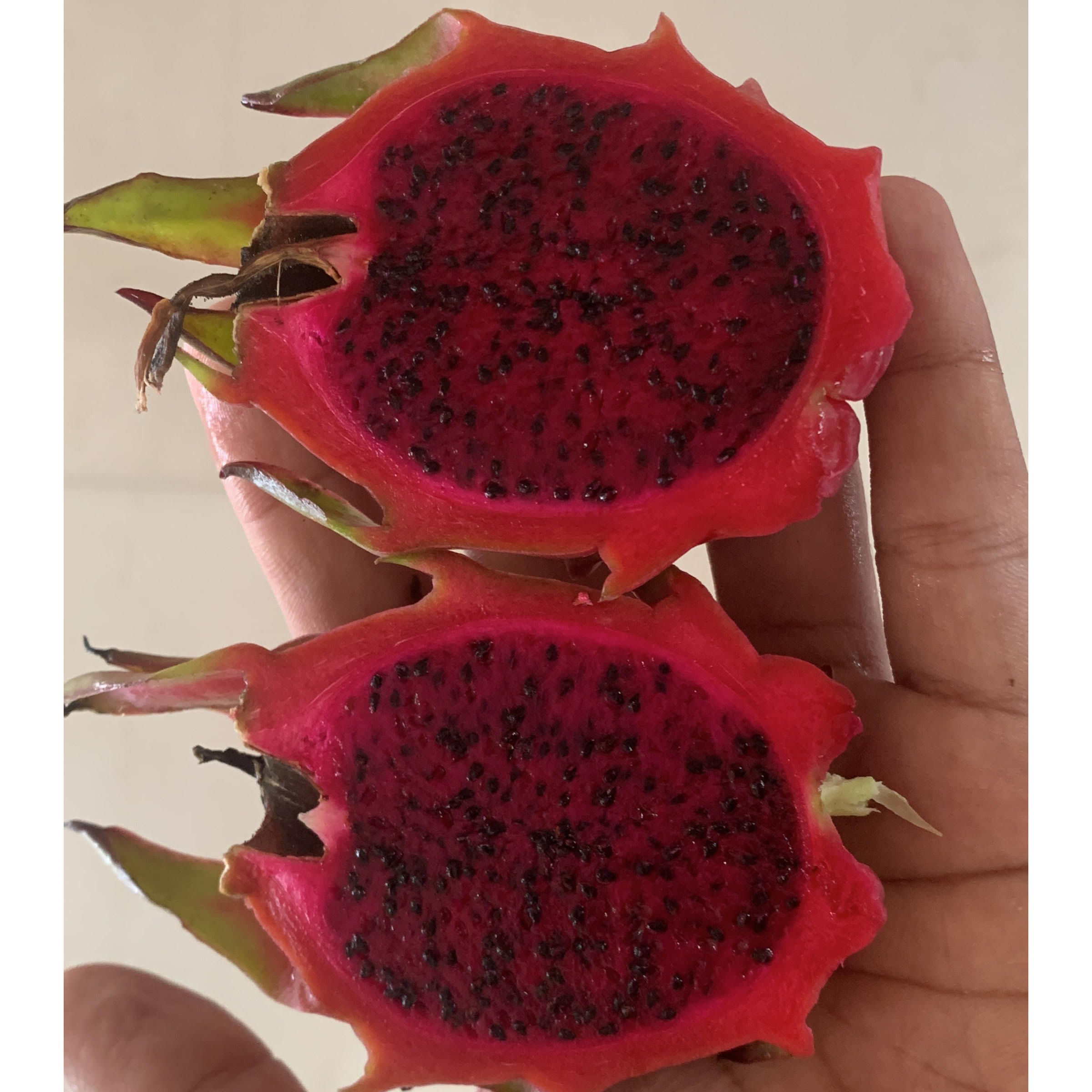 Pink Dragonfruit (set of 2 cuttings)