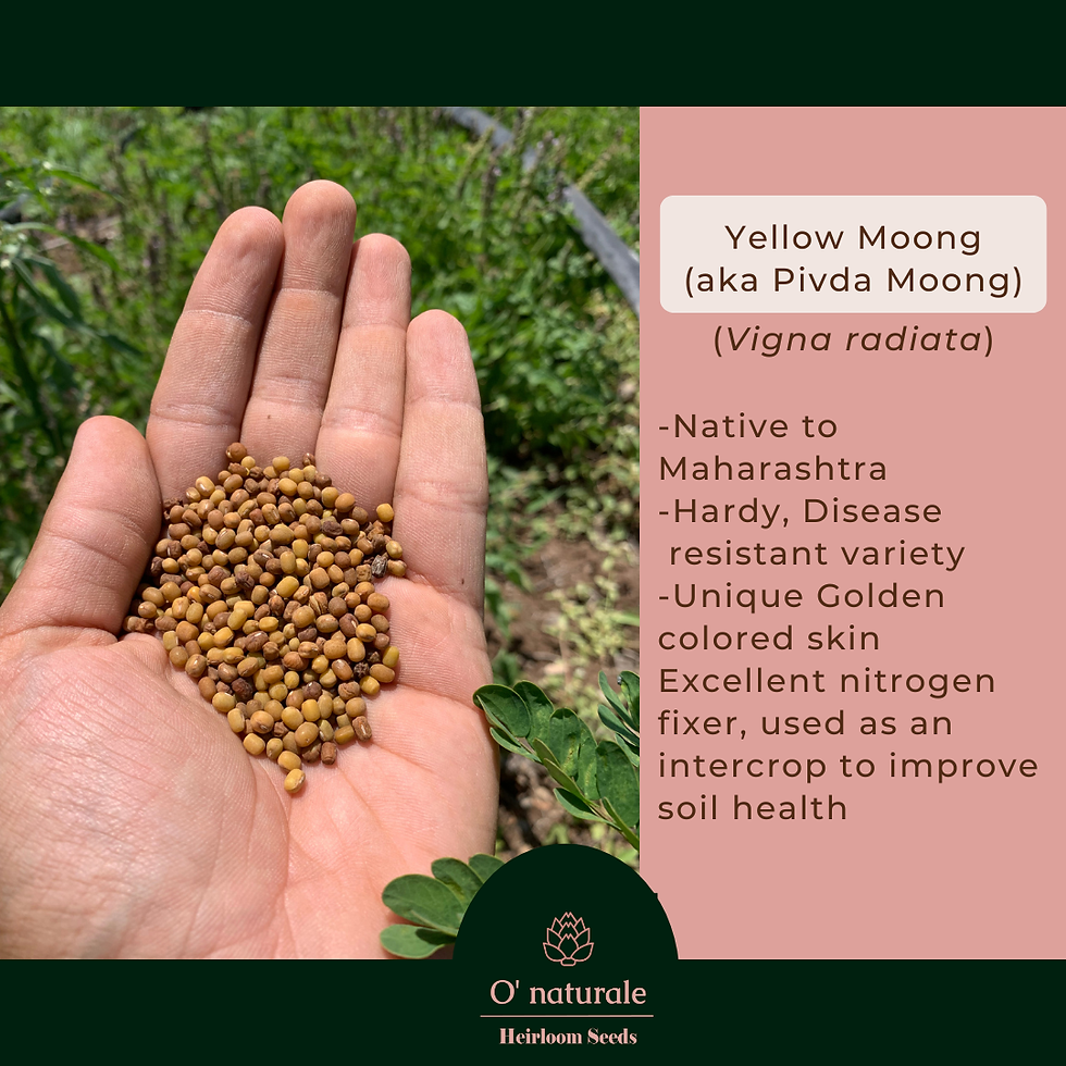 Thumbnail: Heirloom Mung Bean Combo Pack