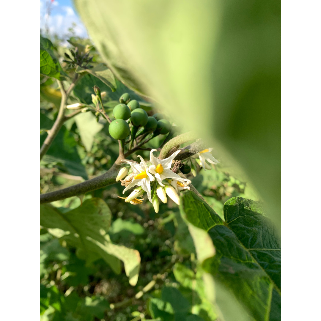 Turkey Berry (Thai Eggplant/Sundakai)