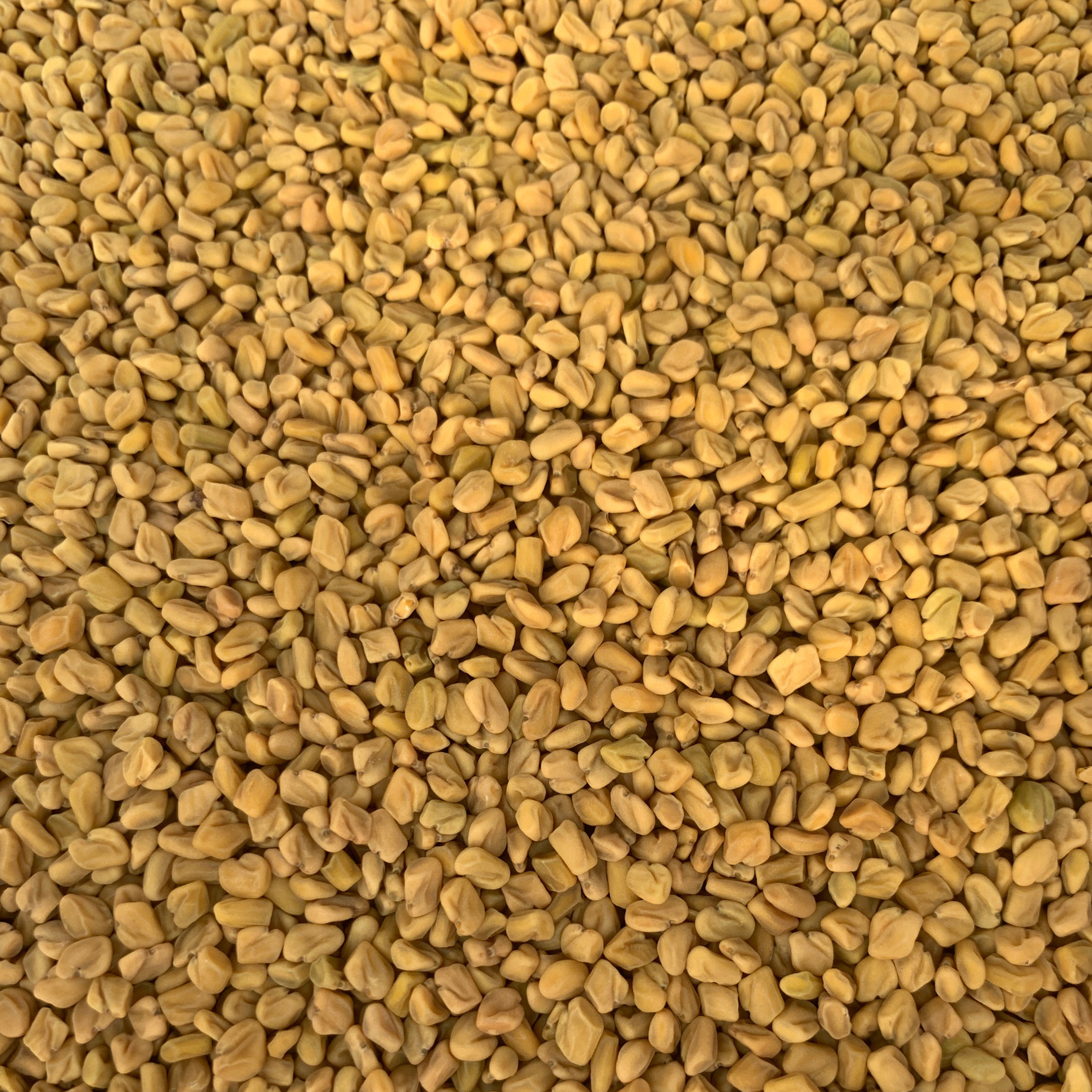 Methi Seed