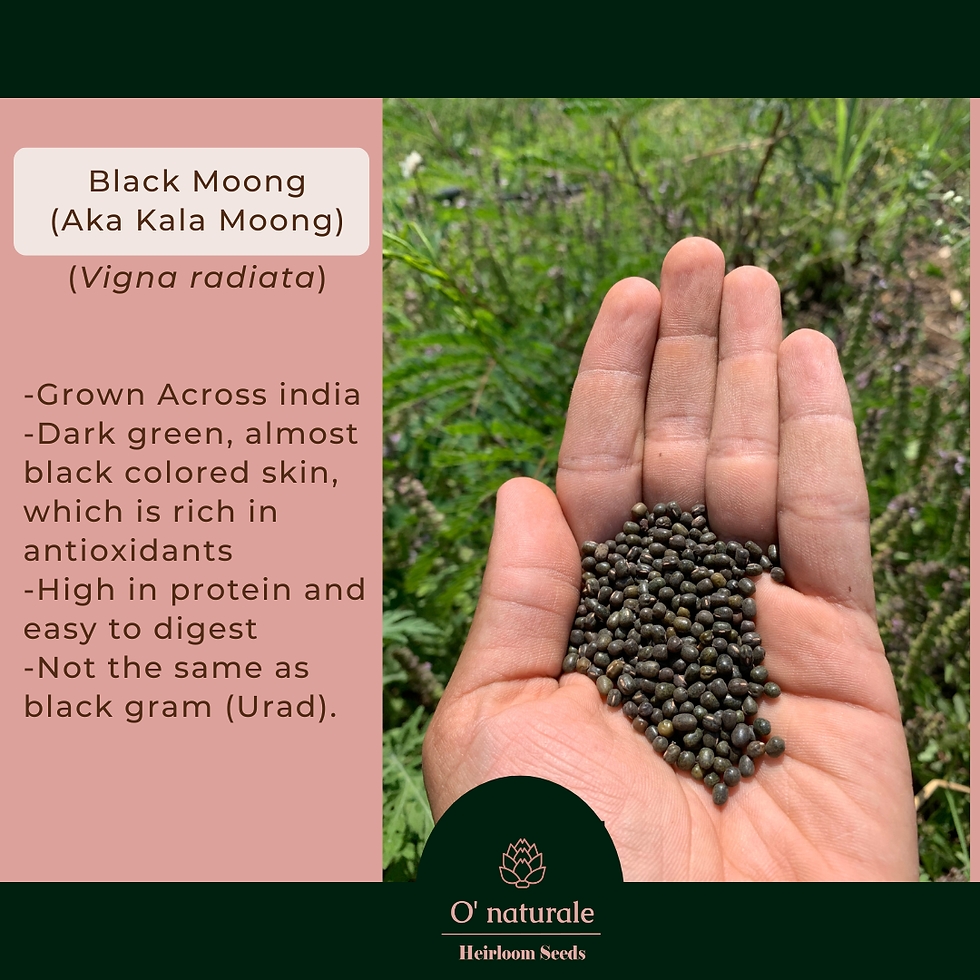 Thumbnail: Heirloom Mung Bean Combo Pack