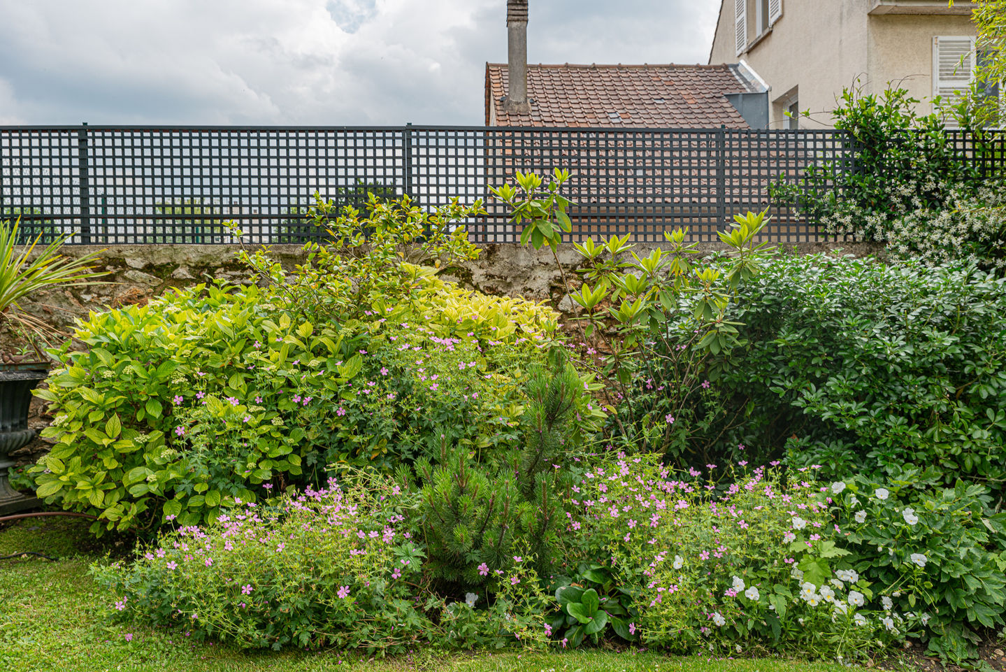 detail massif geranium vivaces