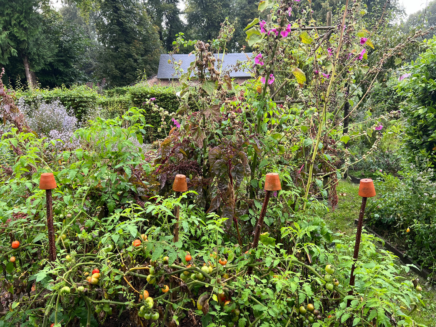 potager luxuriant