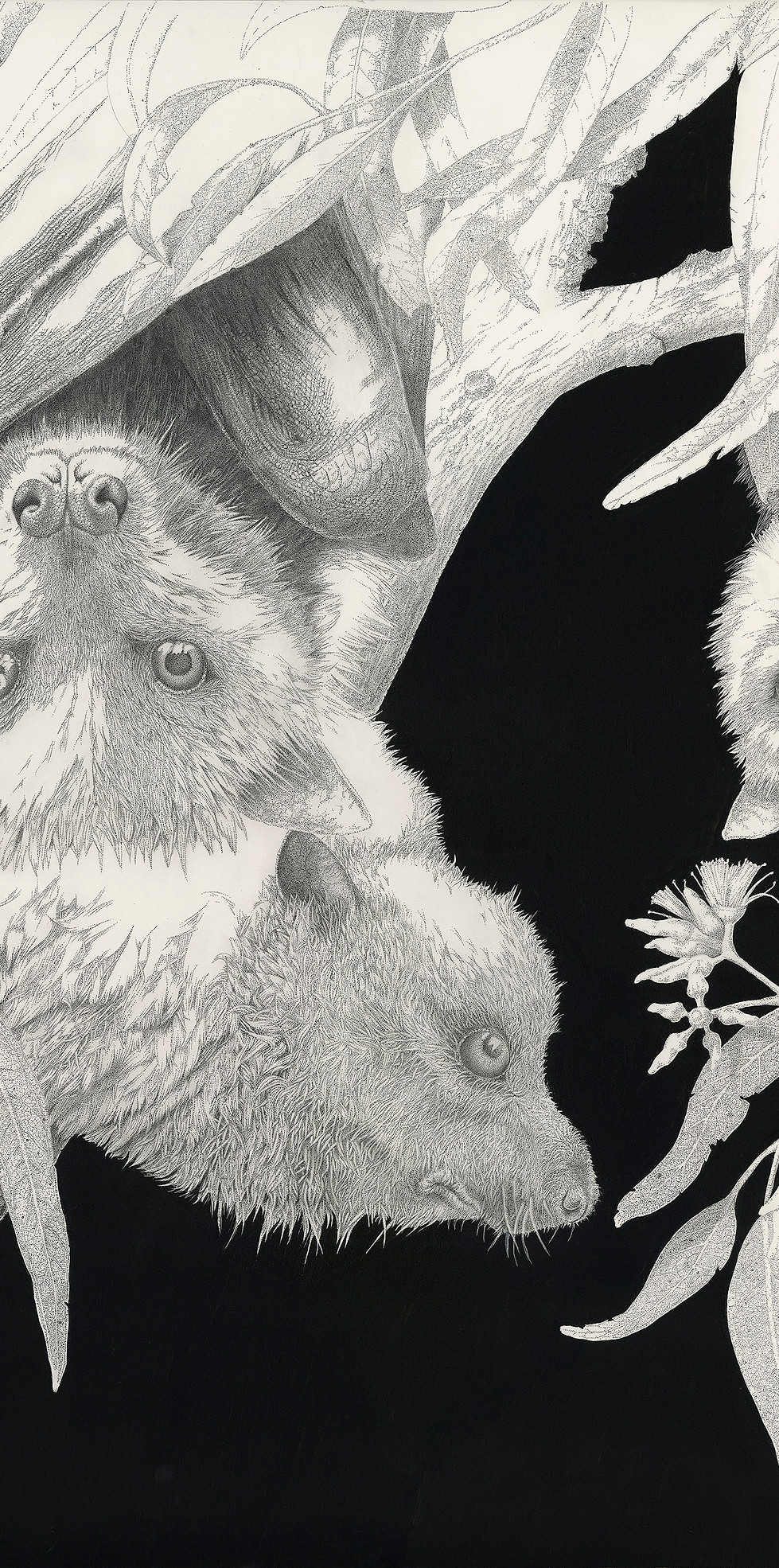 Flying Fox Family.jpg