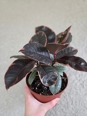 Ficus Elastica 'Ruby Red' | The Urban Mockingbird