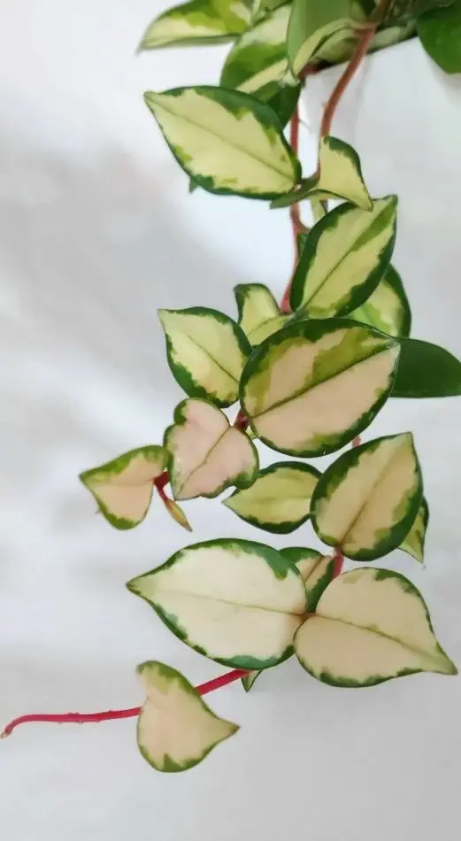 Thumbnail: Hoya Tricolor 'Krimson Princess' *Pet Friendly*