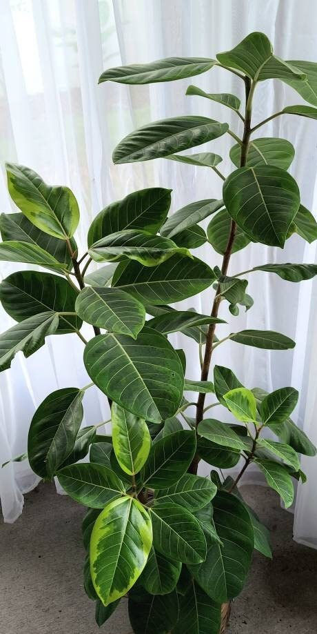 Thumbnail: Ficus Altissima 'Yellow Gem' / 'Golden Gem'