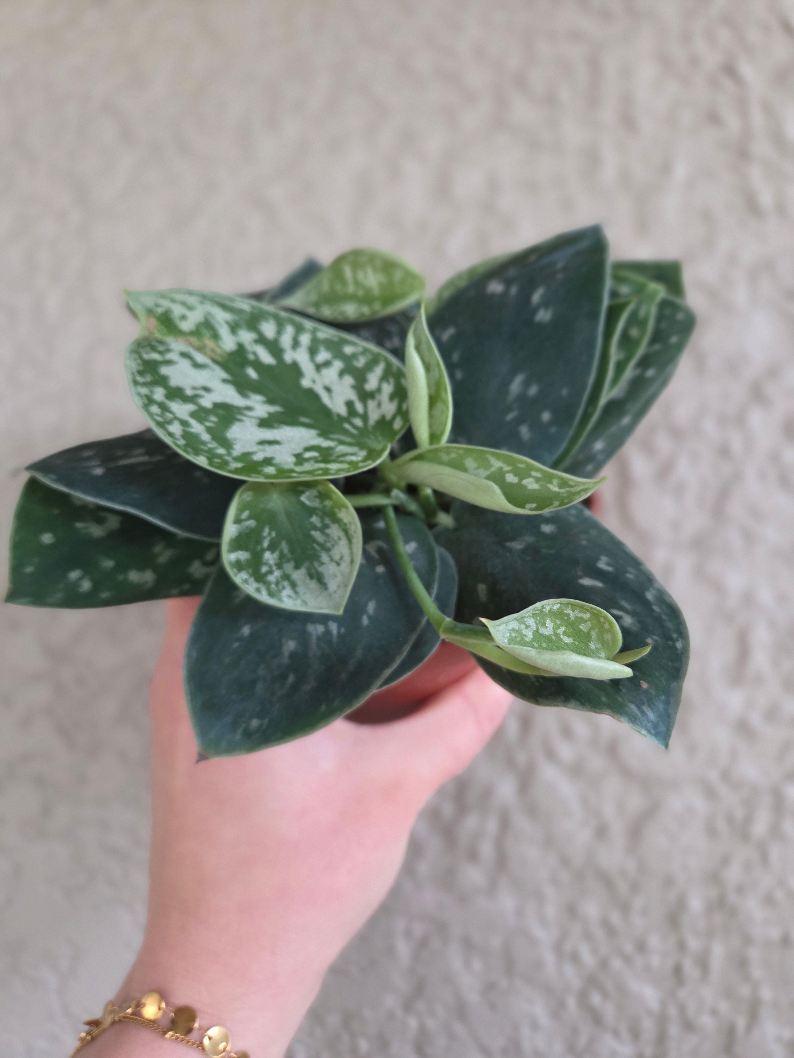 Scindapsus Pictus Argyraeus