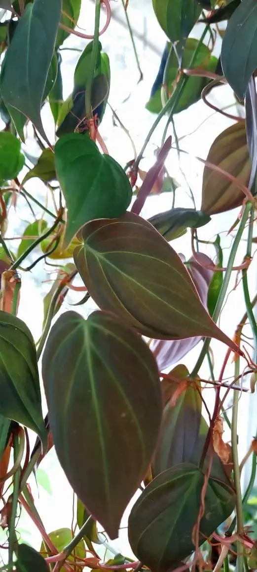 Thumbnail: Micans Philodendron 'Velvet Leaf'