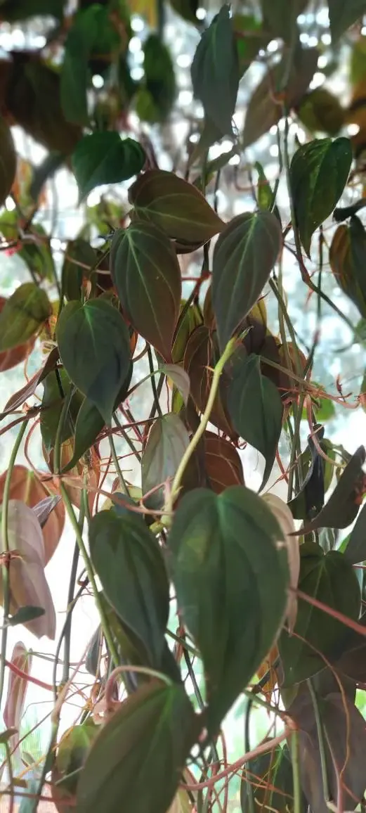 Thumbnail: Micans Philodendron 'Velvet Leaf'