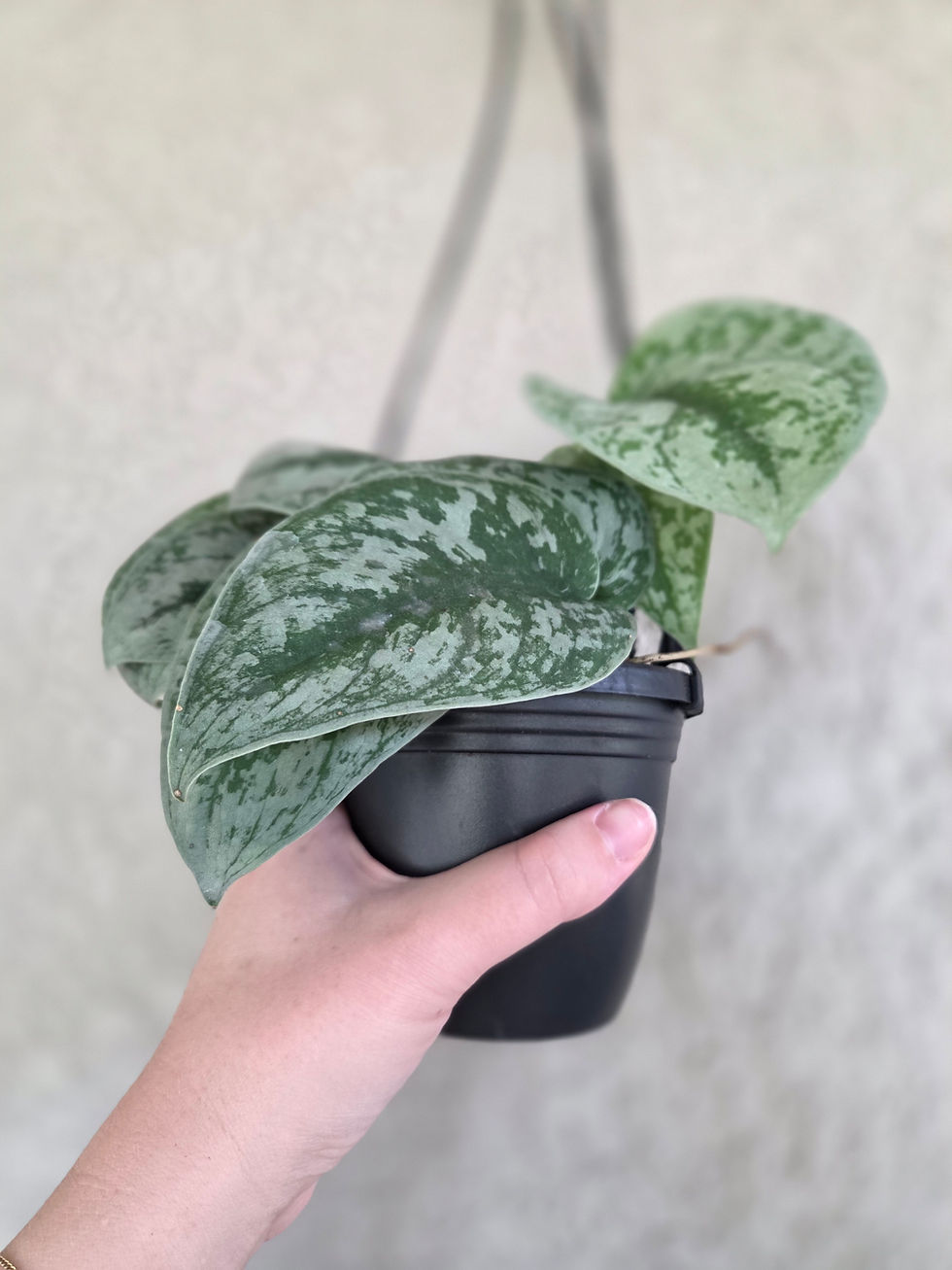 Thumbnail: Scindapsus Pictus 'Silver Satin'