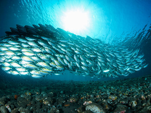 Control as a Strategic Lever: Aligning Stability with Adaptability in Complex Systems