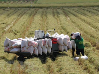 Agricultural market last week: Rice prices in the Mekong Delta decreased slightly