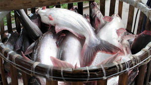 The Pangasius industry needs a push in deep processing for higher value