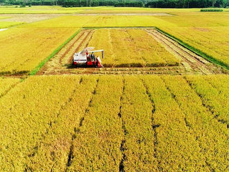 Nâng cao chất lượng gạo xuất khẩu