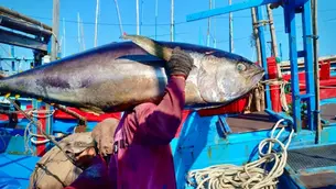Tuna exports have not been able to prosper
