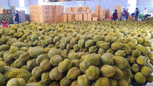 Vietnam and China seek to boost agro-aquatic product trade