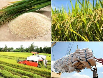Thai authorities are concerned about the increasing cultivation of Vietnamese rice in the country