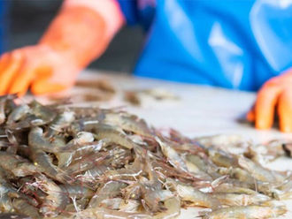 Shrimp exports to Australia reached a record high, totaling nearly $214 million