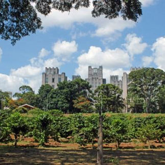 Plantação de café