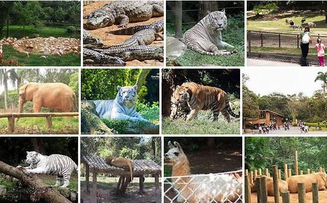 Zoo SP