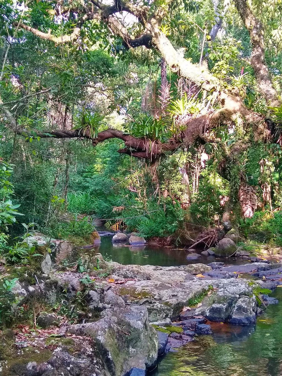 Mata atlântica 