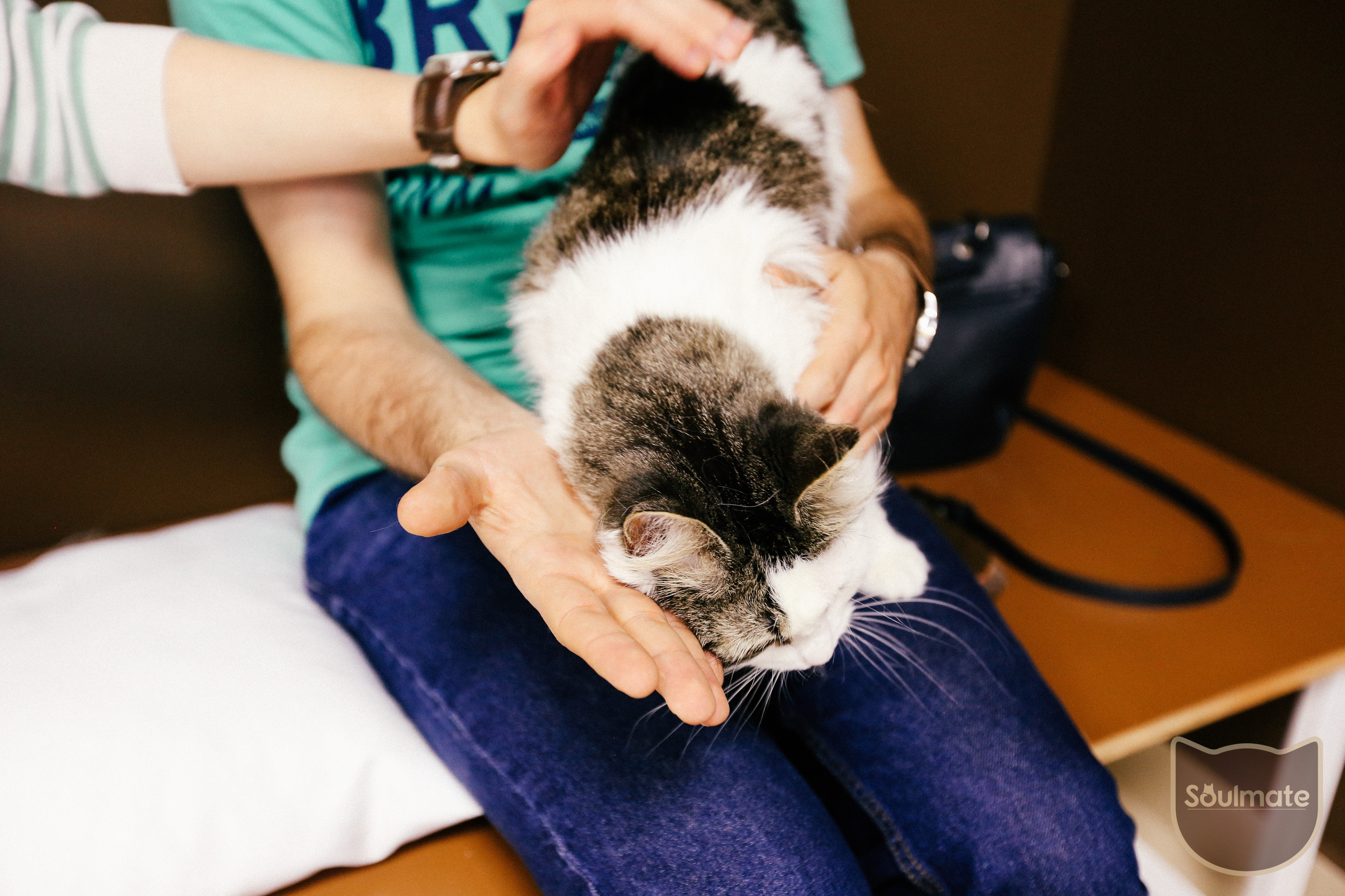 Зоопсихолог для кошек