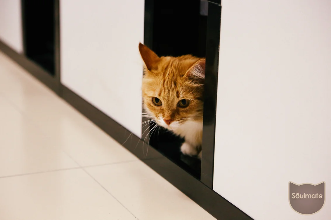 Котокафе в Санкт-Петербурге / Cat cafe in St-Petersburg
