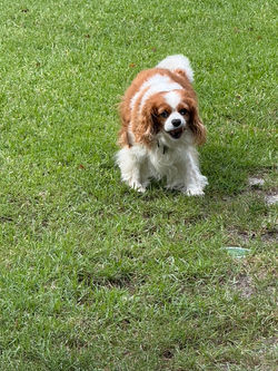 BE42A22B-E5D3-45AC-B74F-D9A22517BC10_1_105_c