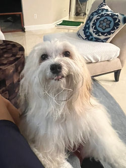 191D05D1-8525-43EA-A0E3-83080F4A1A72_1_105_c