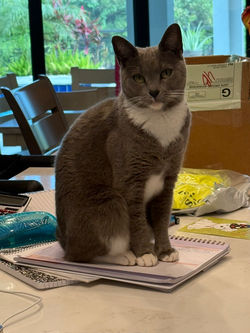 F7237435-6BDB-4A91-B956-81B224E5CF75_1_105_c