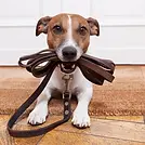Dog with Leash in Mouth.webp