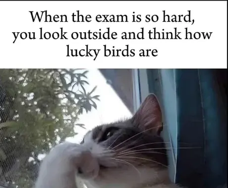 11 plus exam hard and funny memes