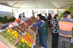 Expo Gengibre traz capacitações do Sebrae para produtores rurais