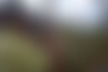 Círculo Piedadense de Orquidófilos ganha sede no Parque Ecológico