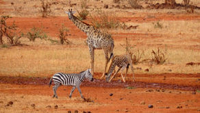 November 1 - A letter From the Chief