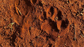 In Between Lions and Scorpions